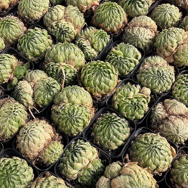 樱水晶小只昆明直发满18.8包邮