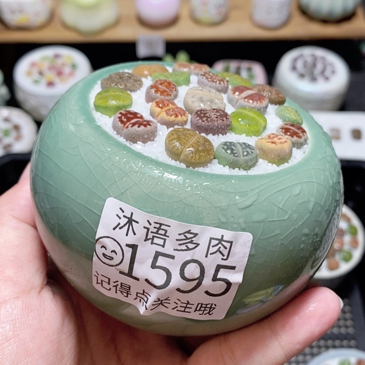 精美盆栽 一物一拍 1595