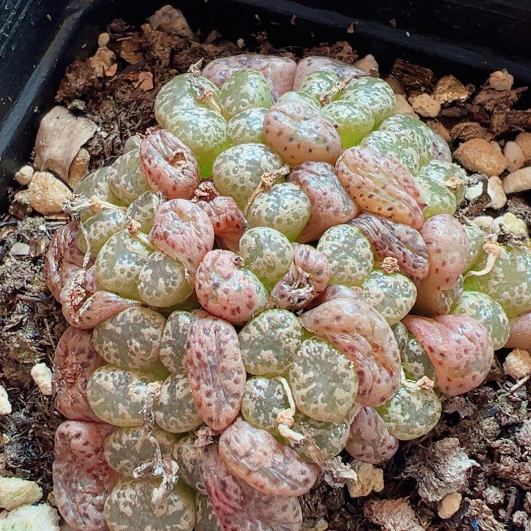 94母本勋章群大群福利