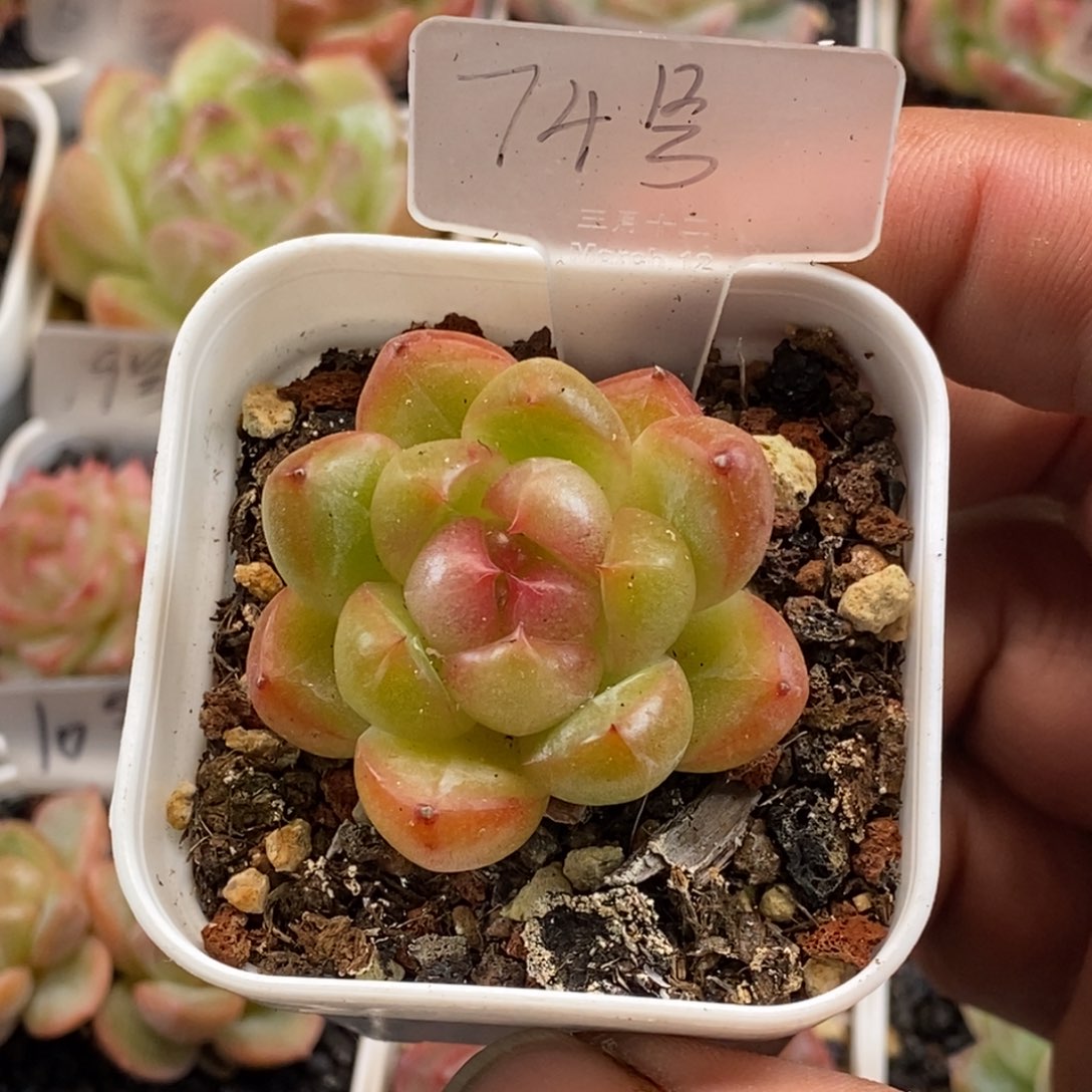 天官赐福百无禁忌
