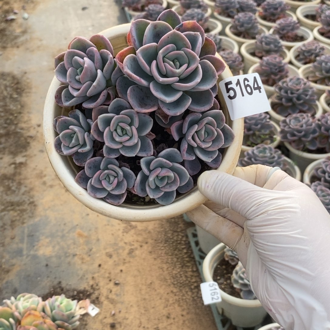 5164美尻多头一物一拍