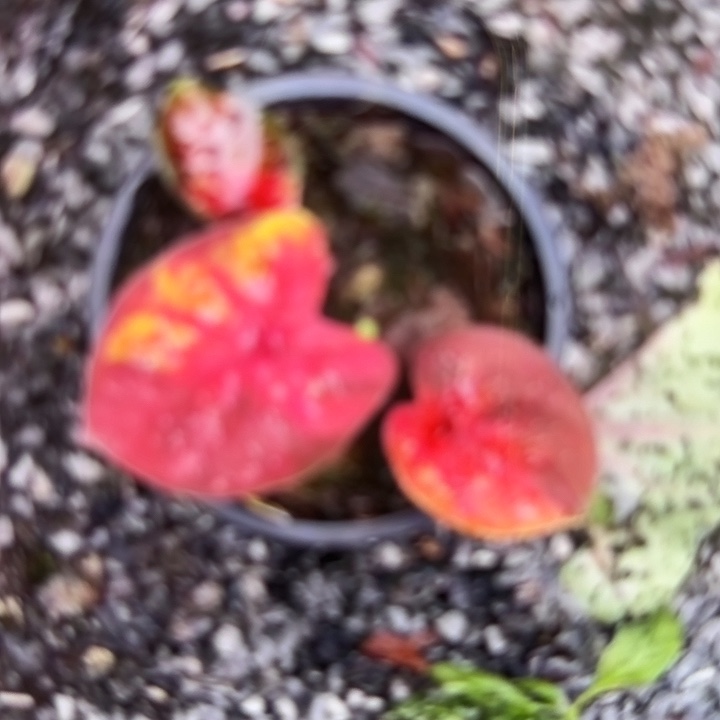 13-0218good night晚安彩叶芋泰国发货