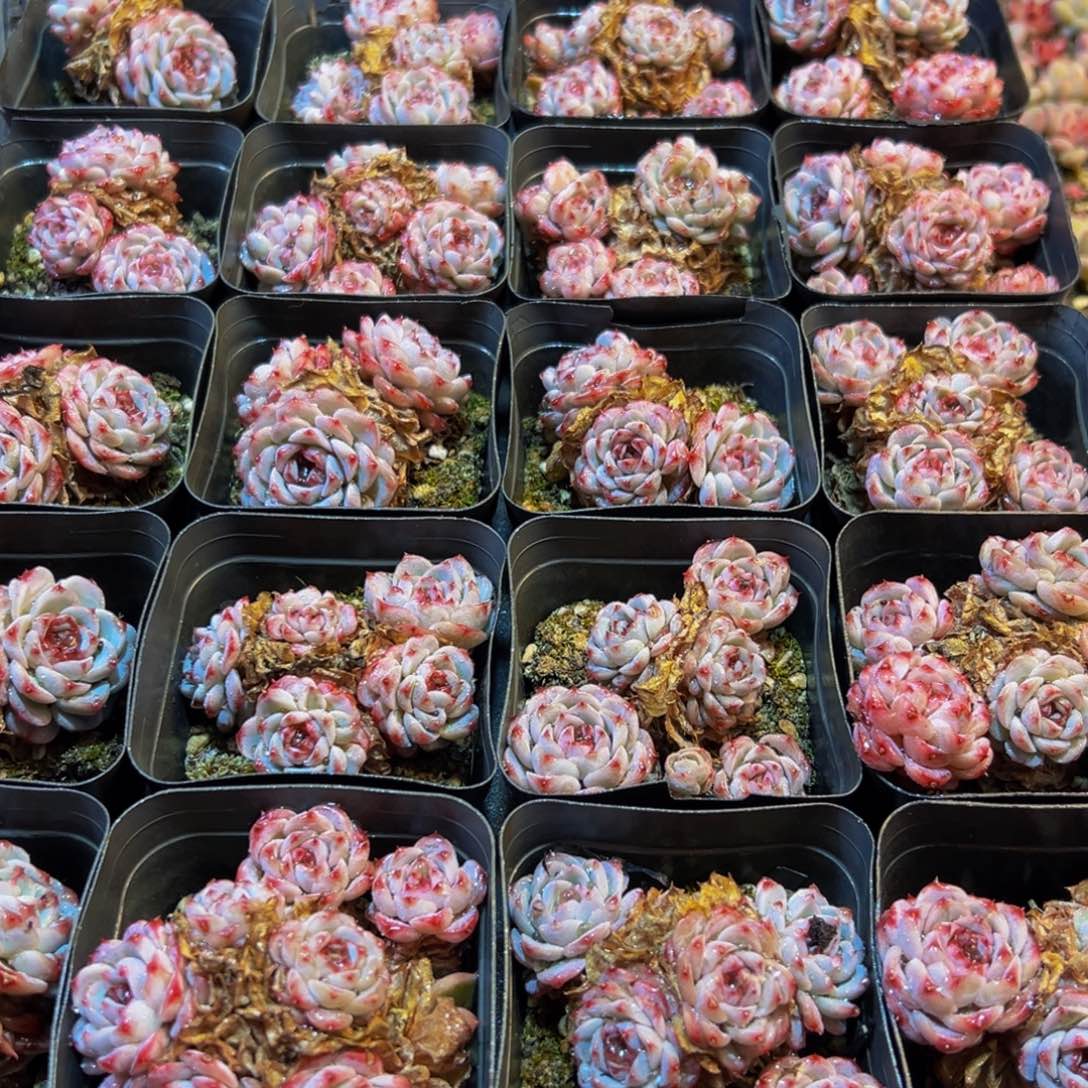 悠***兰225多肉葡萄的味道是