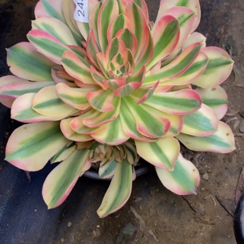 香妃多肉植物2433