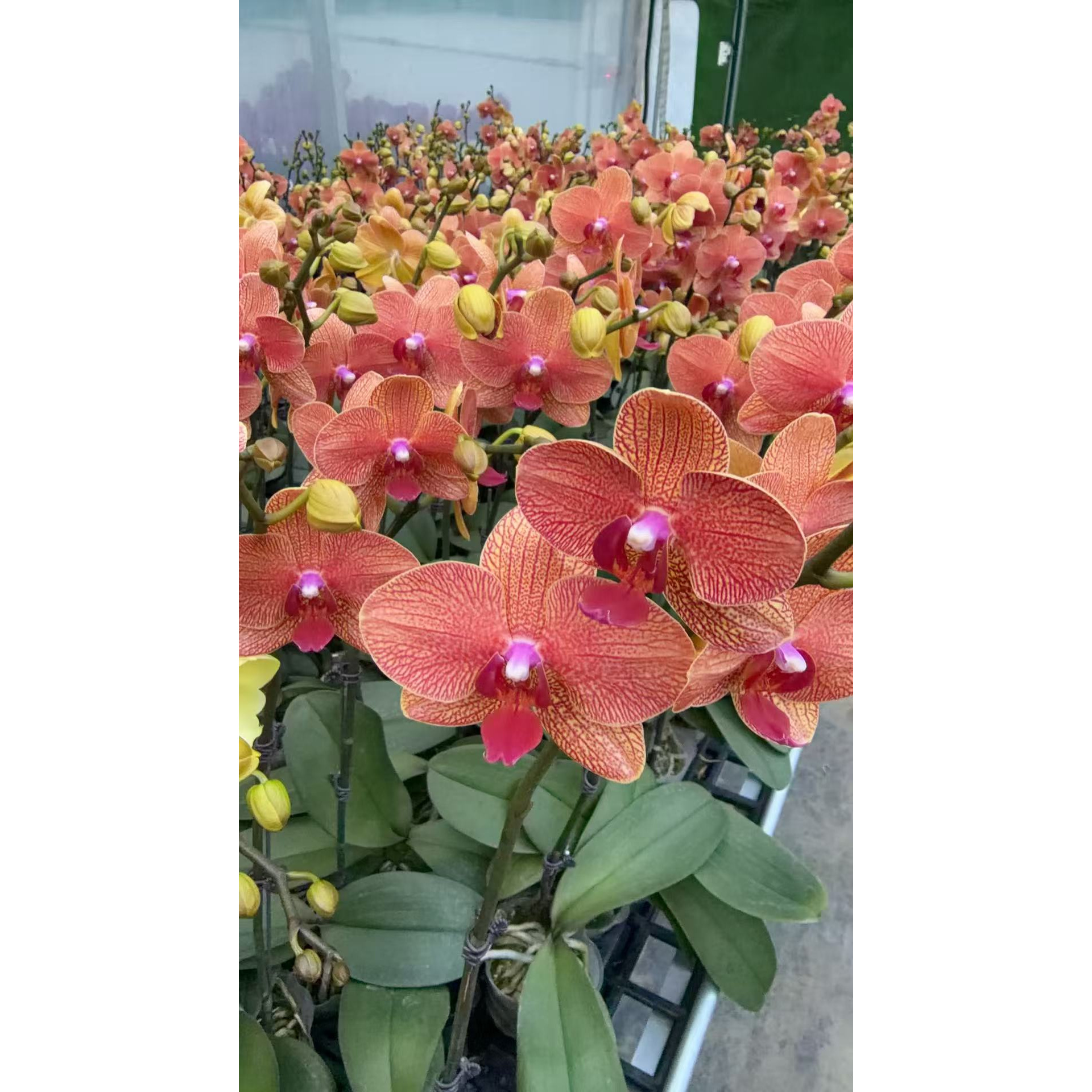 【红霞仙子】橙色系好养耐养带花带苞蝴蝶兰花卉绿植盆栽桌面款