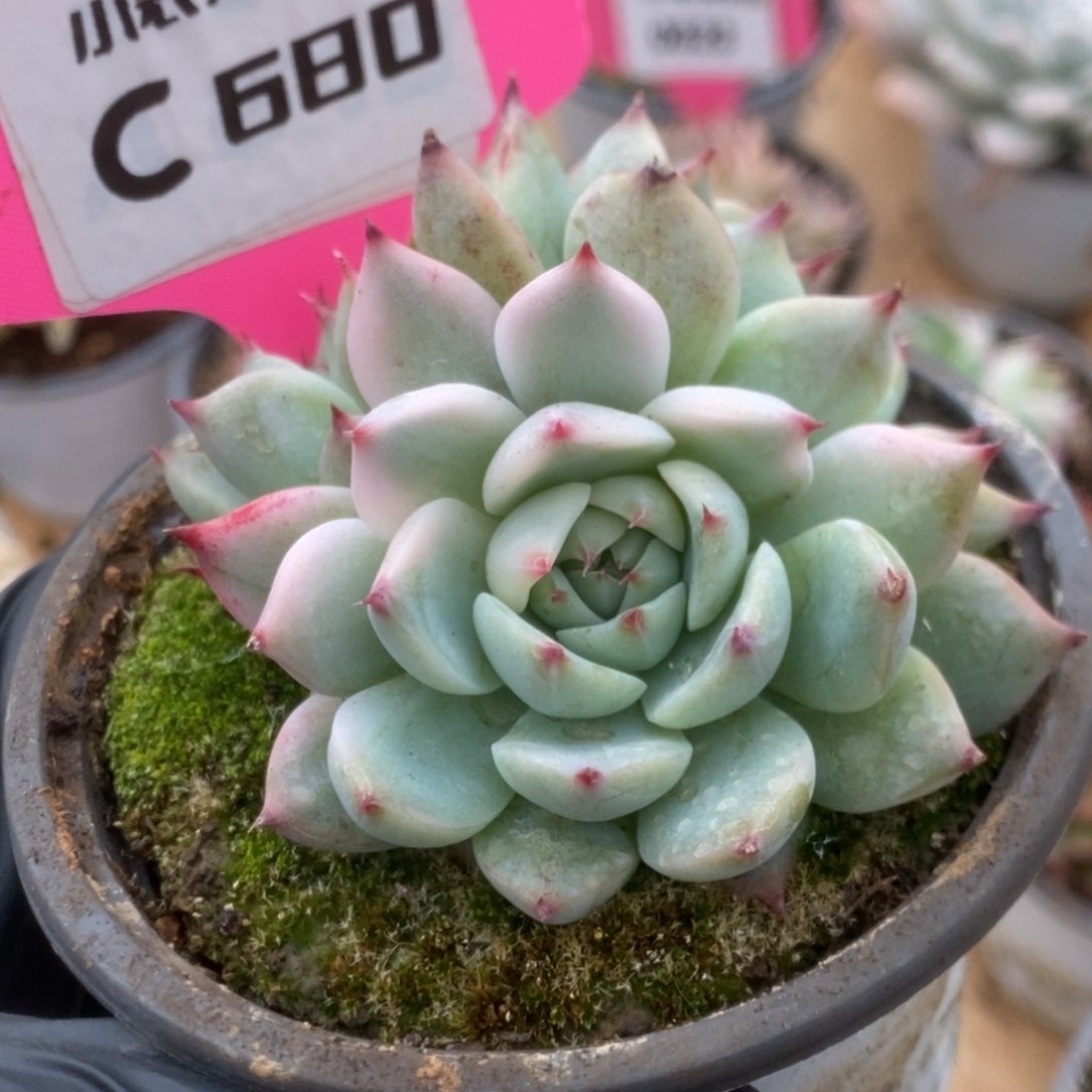 680吉娃娃锦锦锦锦锦锦