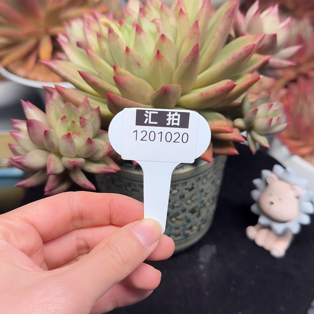 精品多肉植物1201020
