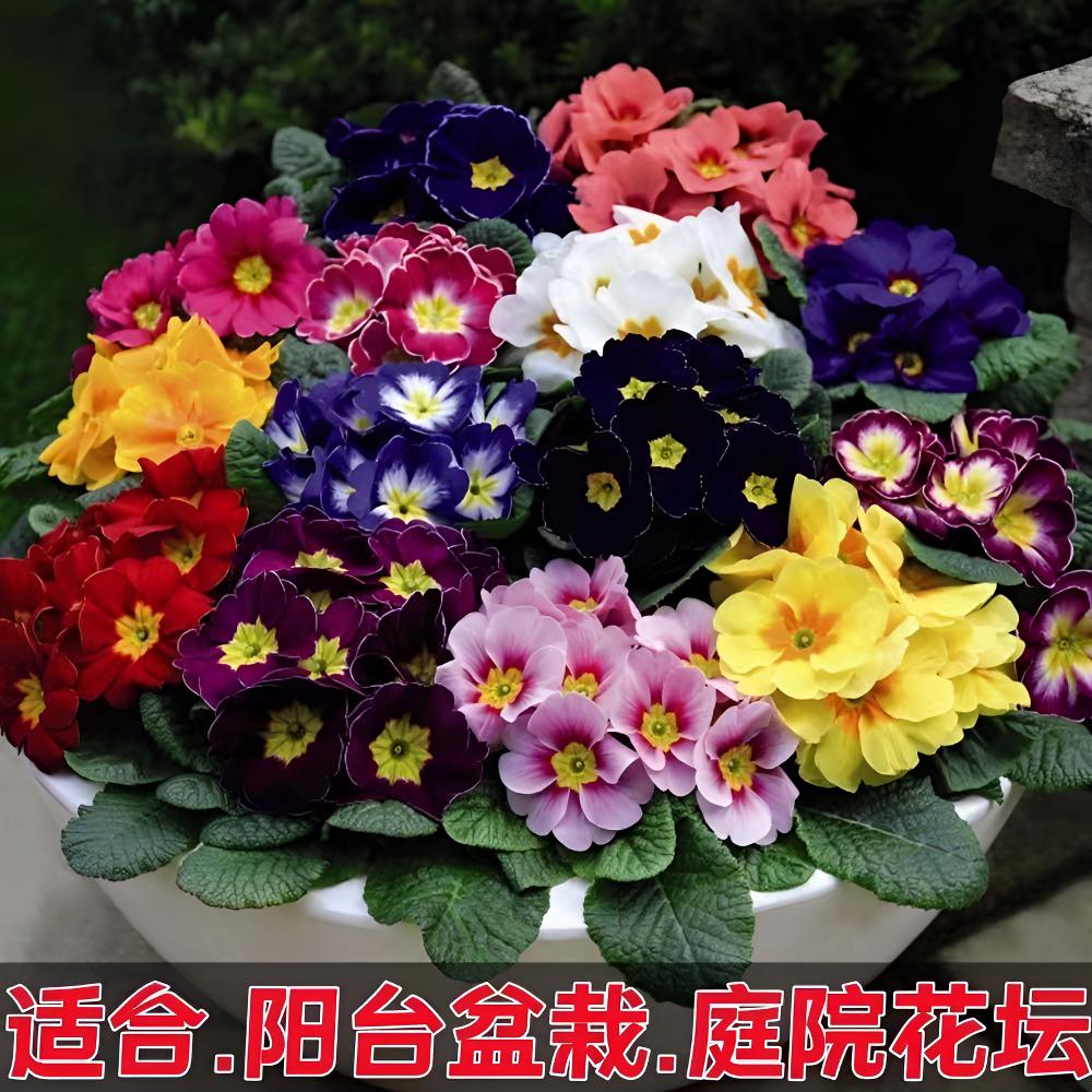 【源满花卉】报春花室内客厅阳台庭院花卉盆栽多色易活开花耐寒