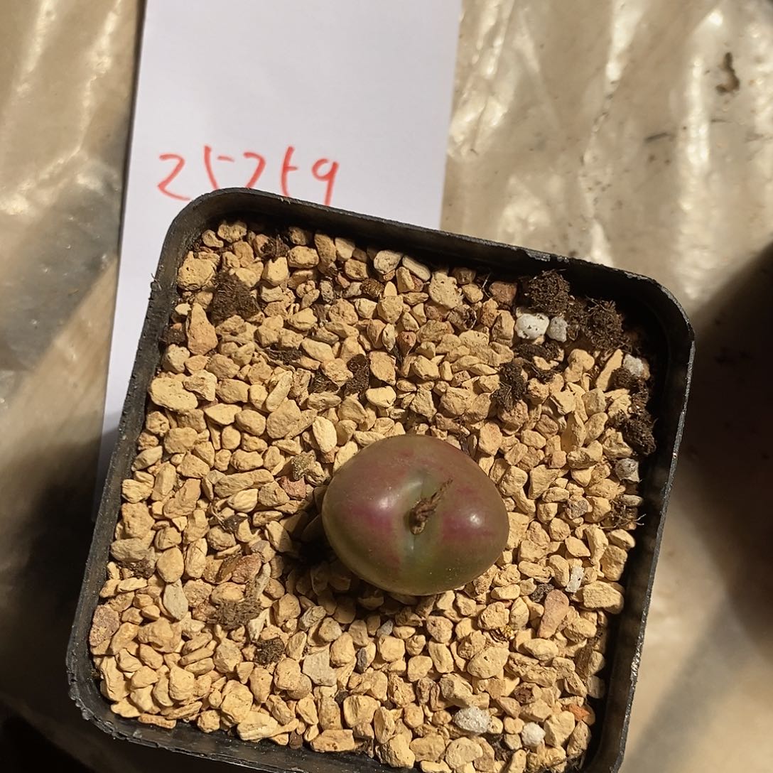 漆***涟25359。  一颗。   