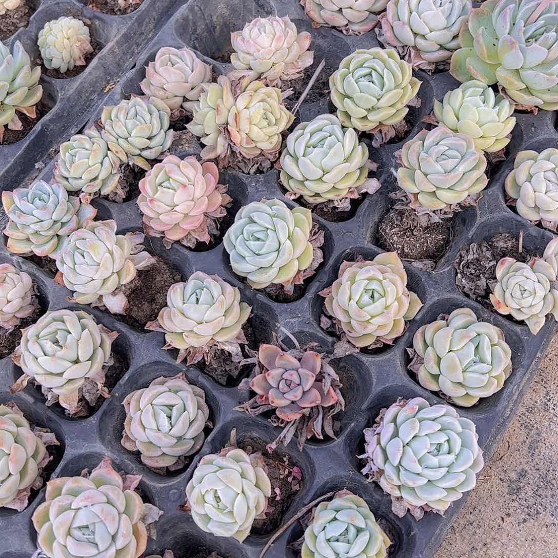 50孔月影20颗量拍