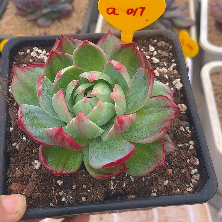 惊鸿仙子多肉植物17