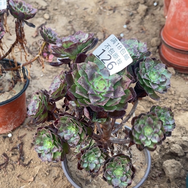 126黑魔手陪3捧2法师