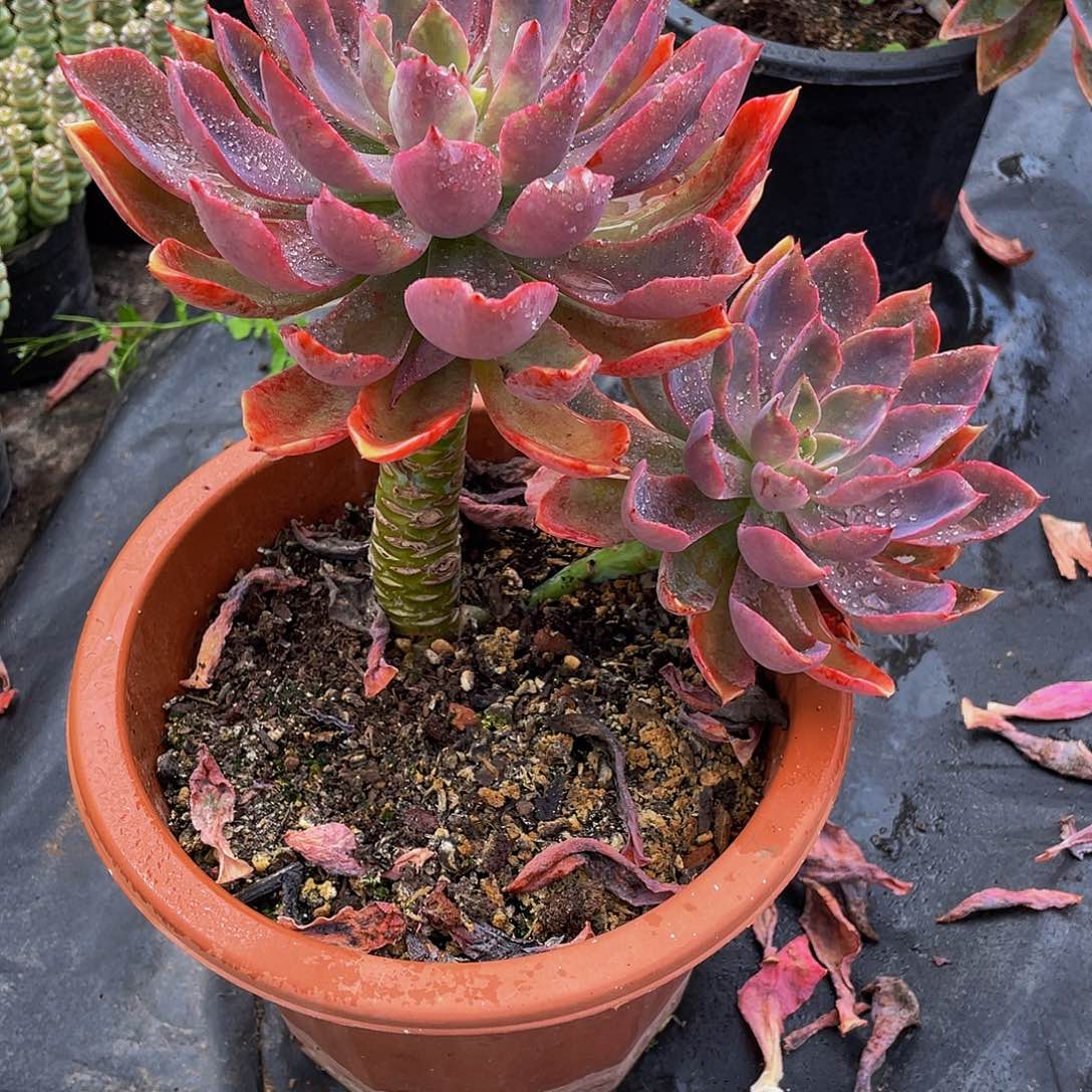 淡***忘琼斯多肉植物中群