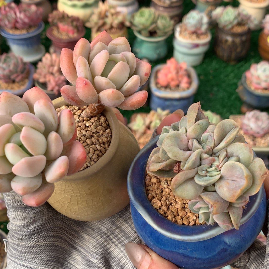 带盆       拉丝雨  ➕可爱玫瑰缀     