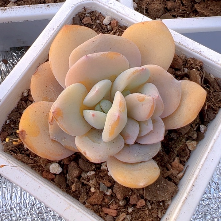 双心奶茶石化【一物一拍】两单包邮