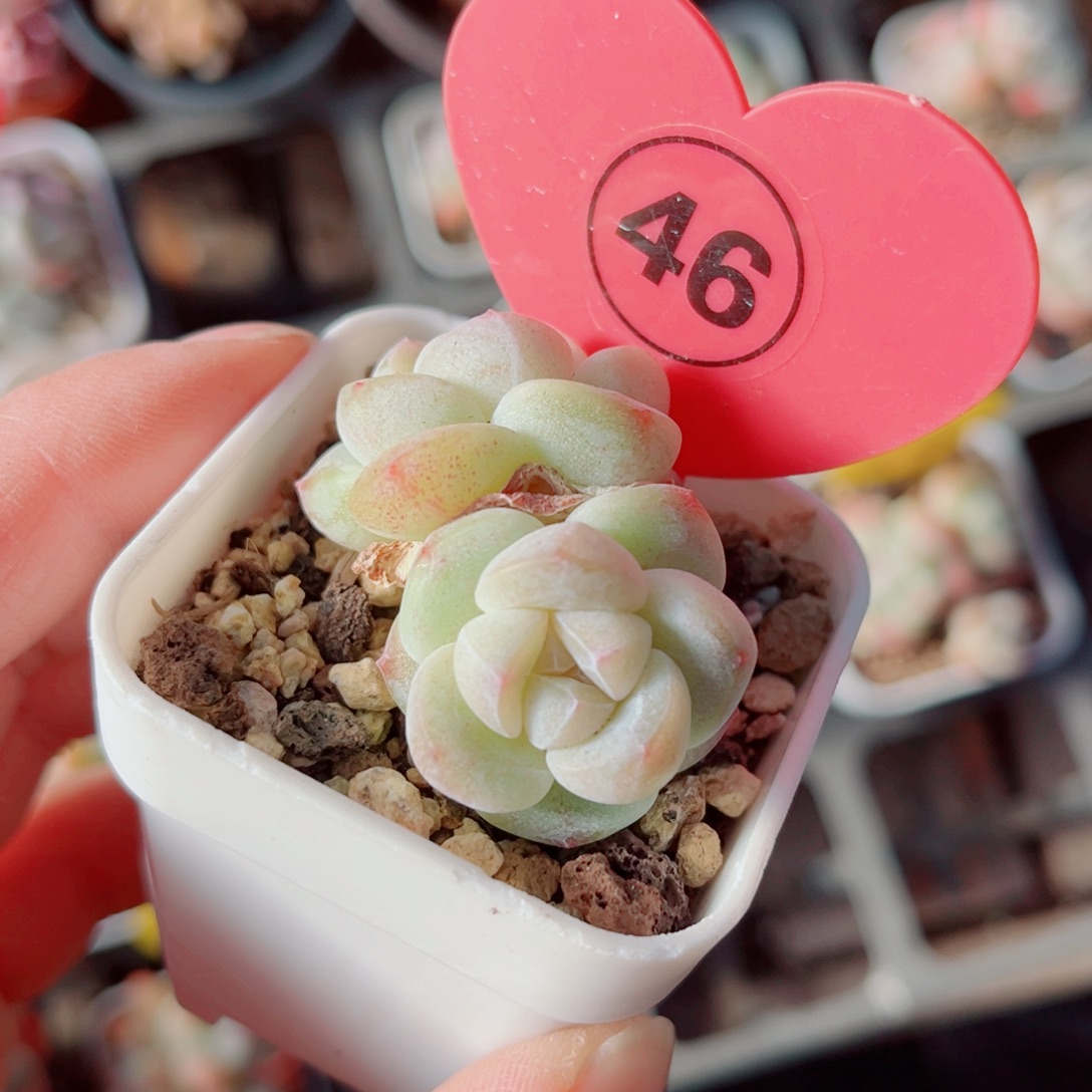 46号小老桩冰玉双头