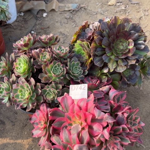 多肉植物万花筒花月夜三个