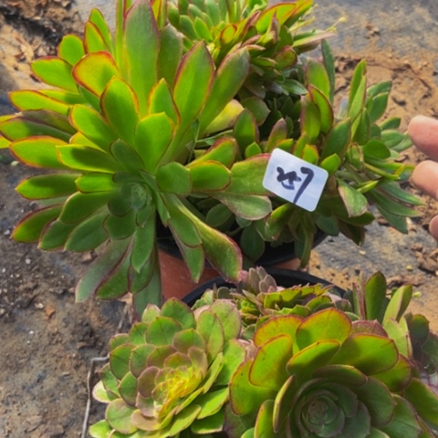 两个朵朵缀多肉257多肉不包断