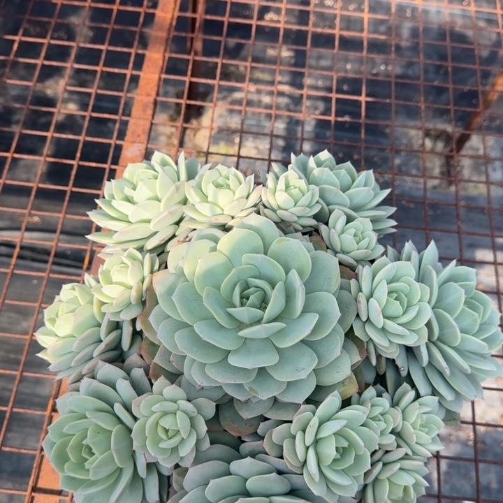 超大恋曲35公分多肉植物