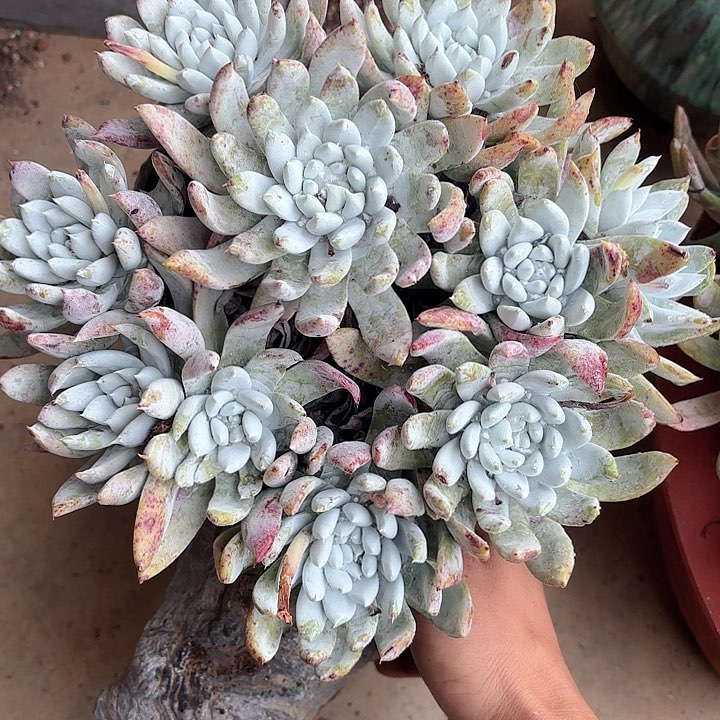 婷***?仙女杯多肉植物提取