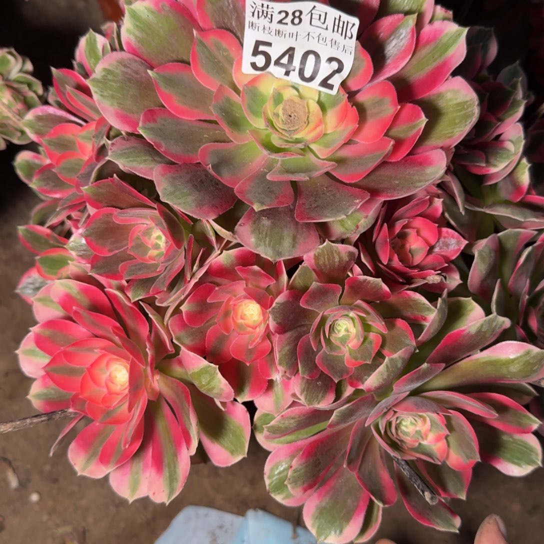 5402女郎多肉植物