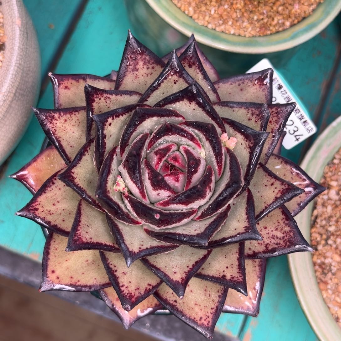 多肉一物一拍0204-234