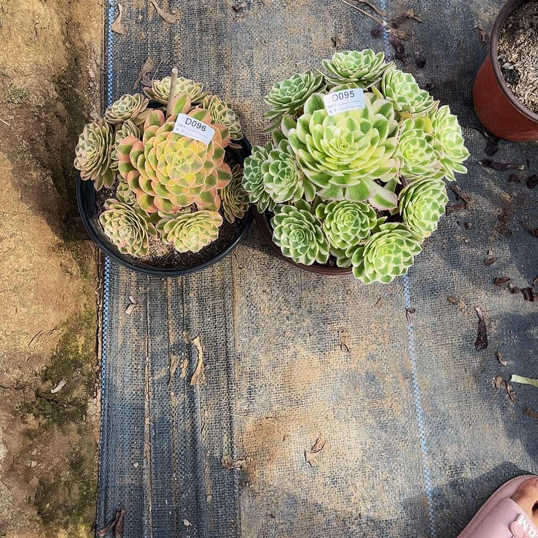 无花朵多肉植物095.096海王，玉滋