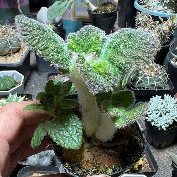 826断崖王子带盆发货