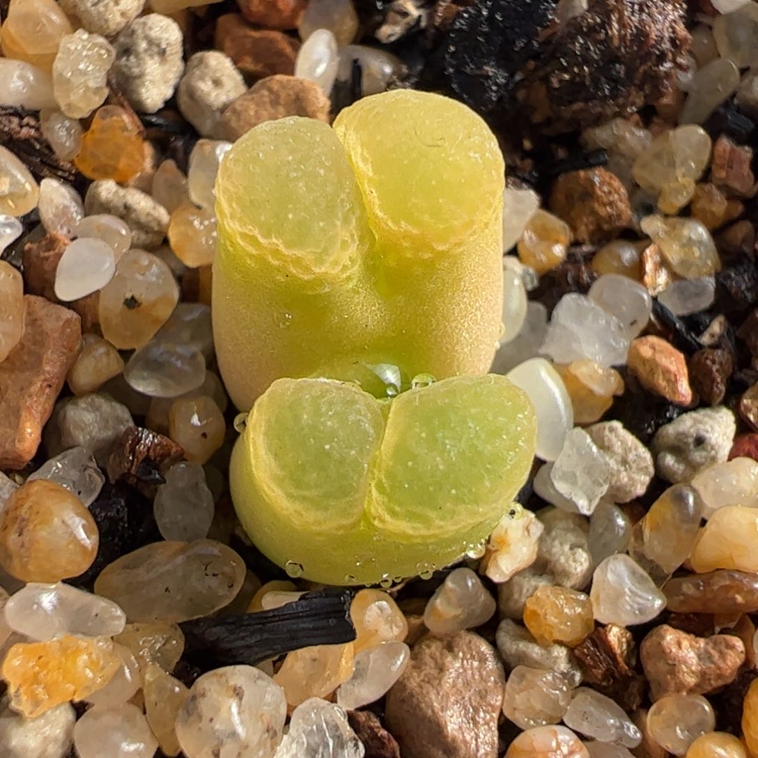 551多肉植物百科