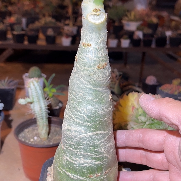 满38包邮2天凑单，脱土晾根发货多肉植物实生葡萄翁