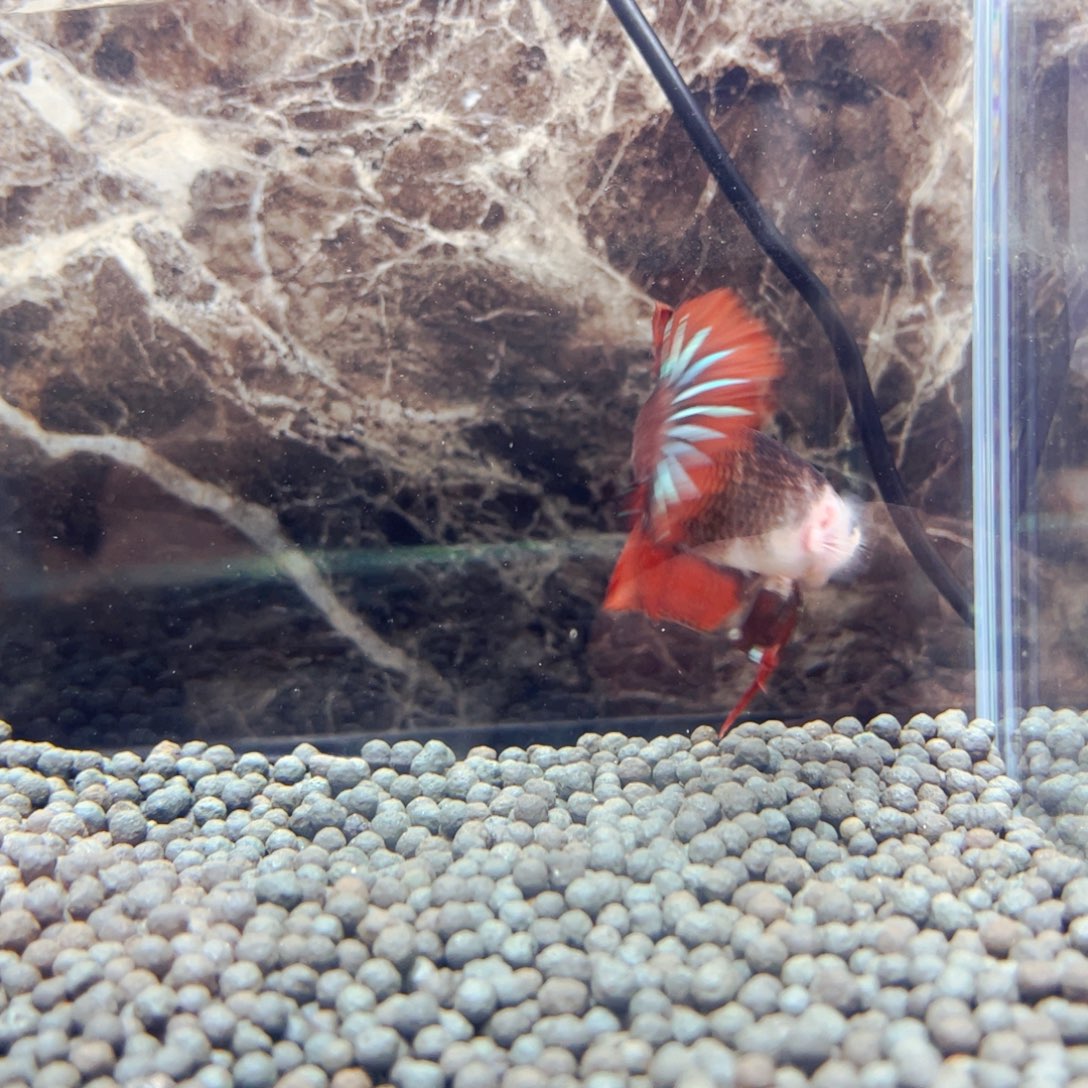 斗鱼韩国突然让对方丰富多彩vv