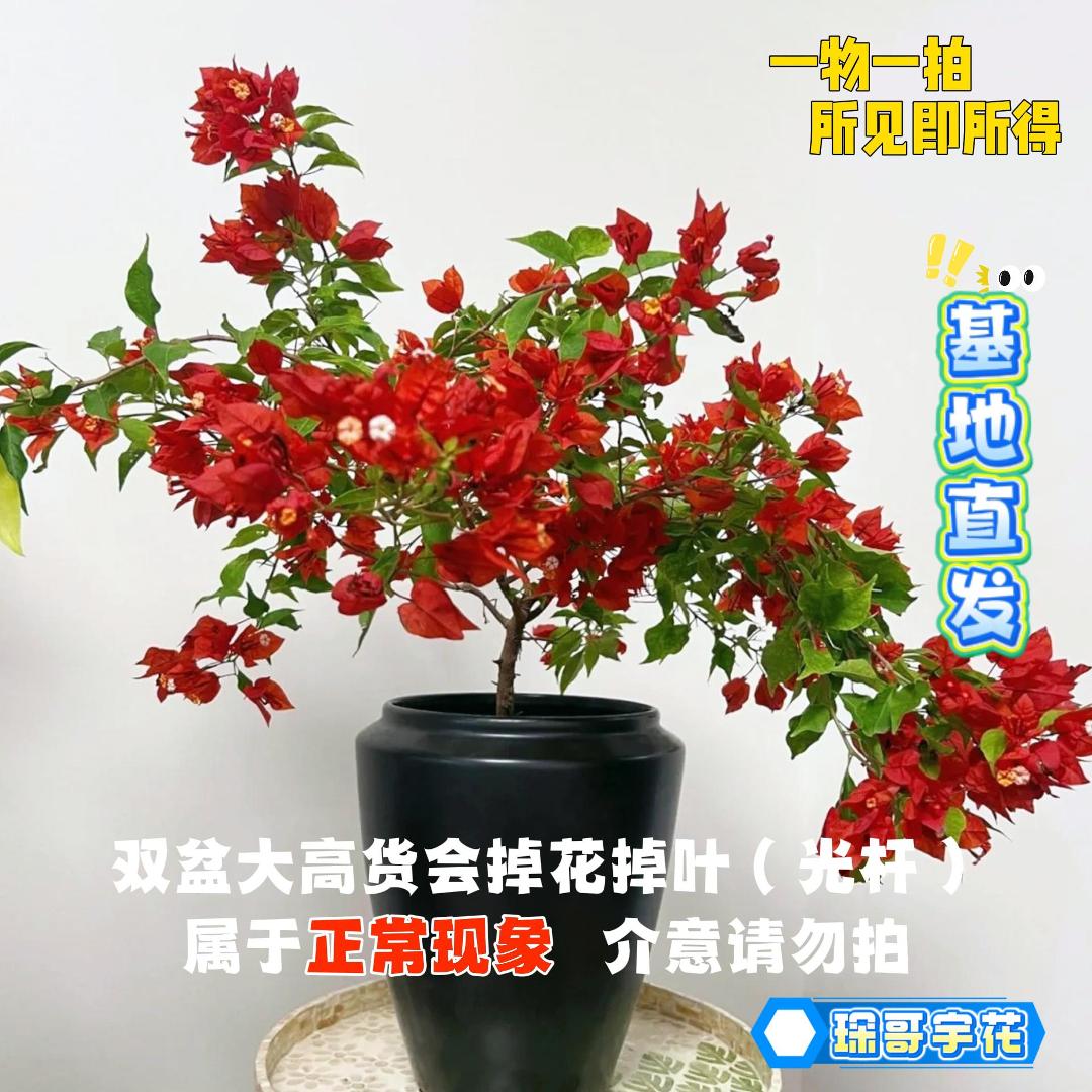 宇花 【11单盆一物一拍会掉花落叶会成光杆介意勿拍】勤花三角梅