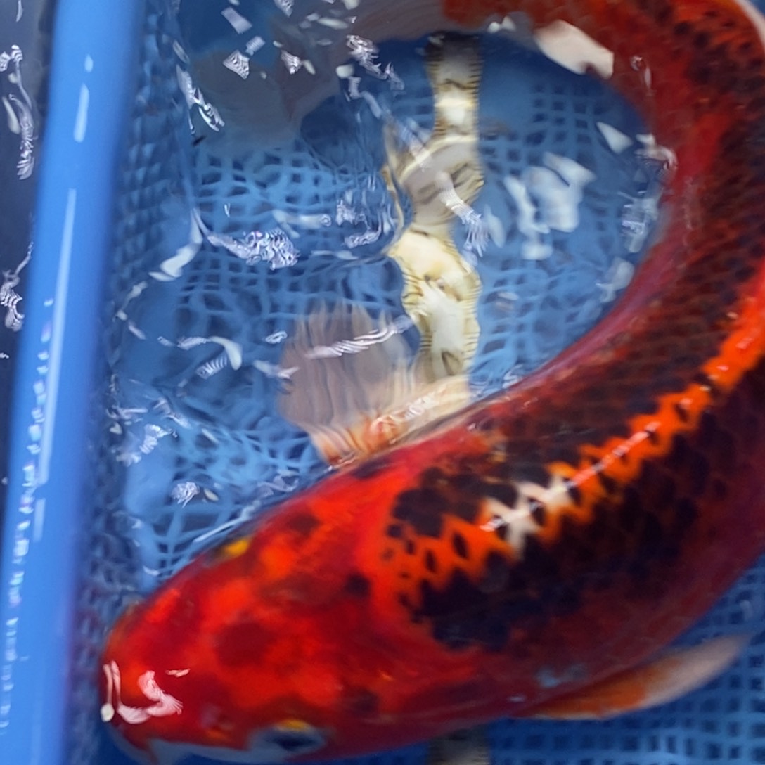 锦鲤冷水锦鲤包邮