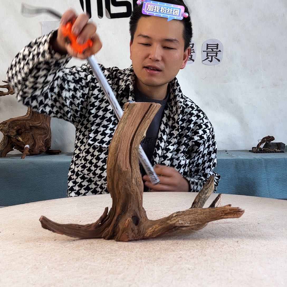 周末福利沉木造景爬宠造景