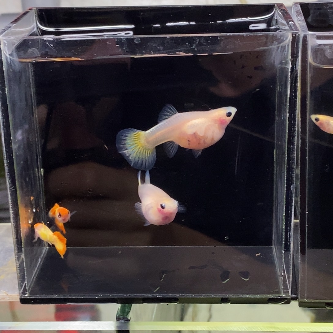 孔雀鱼皇家日落种鱼2对红头