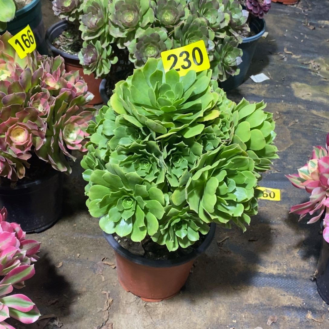 绿羊绒多肉法师230