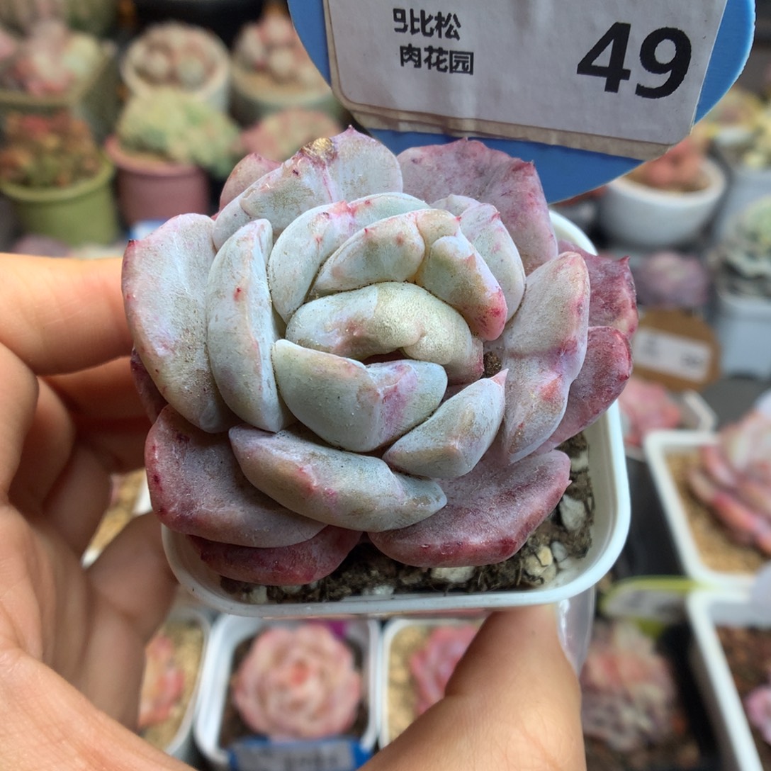 49新年快乐冰魄石化多肉植物