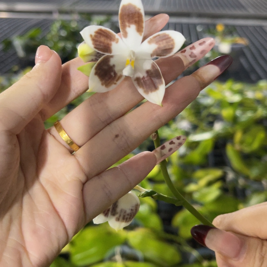 无花朵蝴蝶兰原生盾花