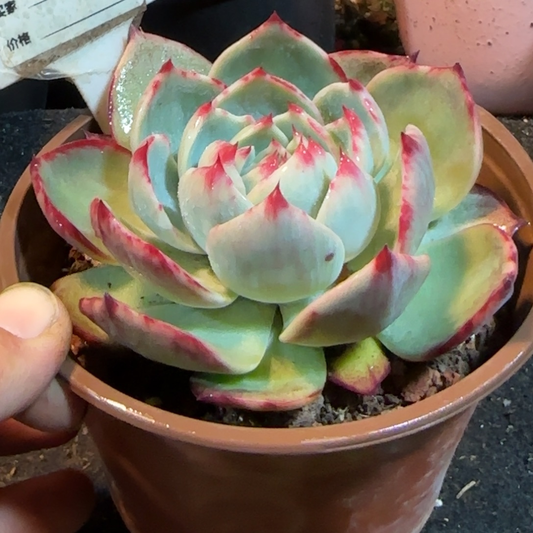 花脸惊鸿一物一拍包装收缩花旱806