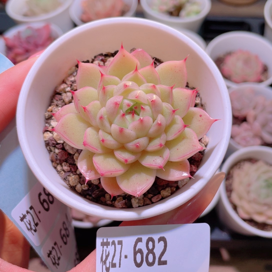 花利美27-682海王