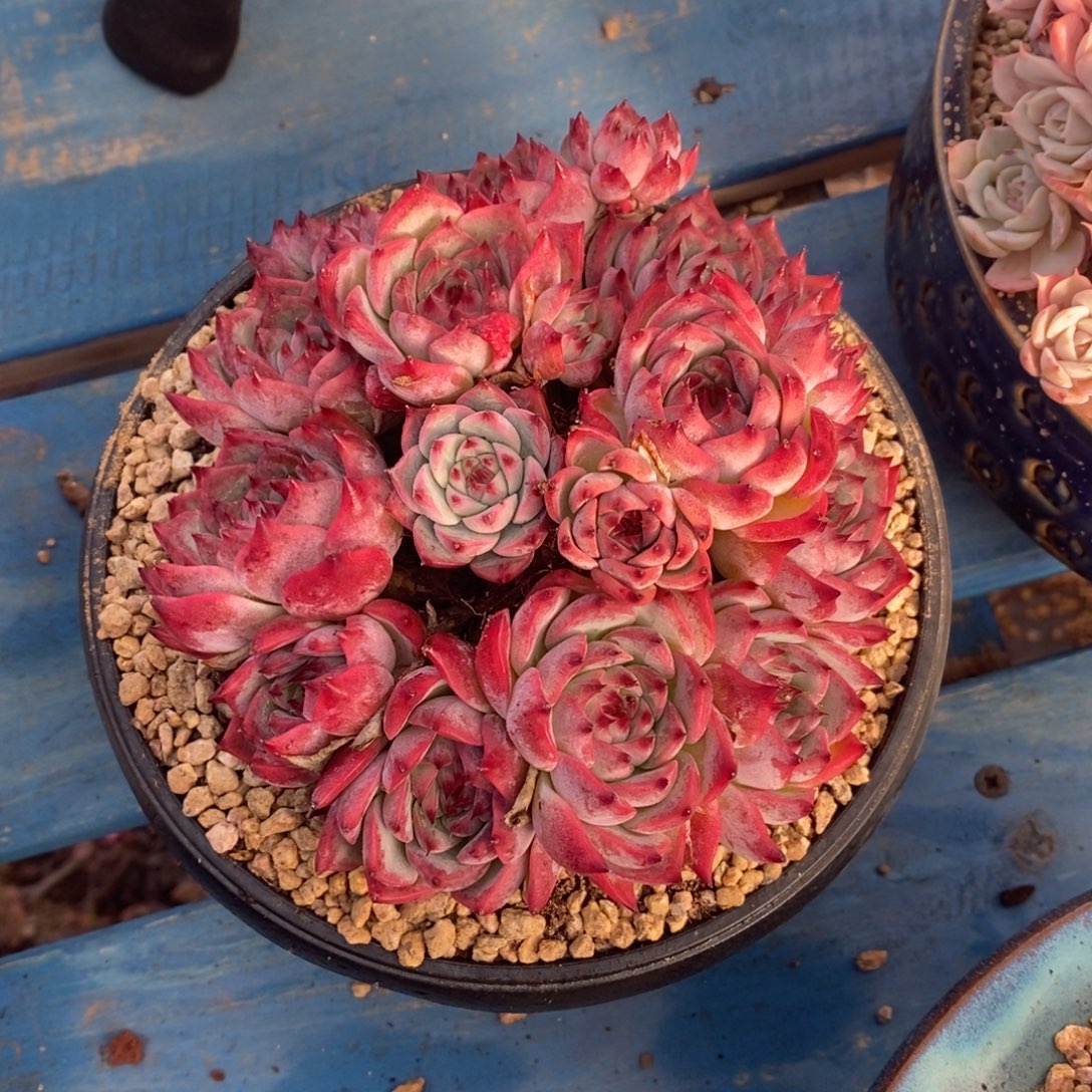 多肉植物一物一拍