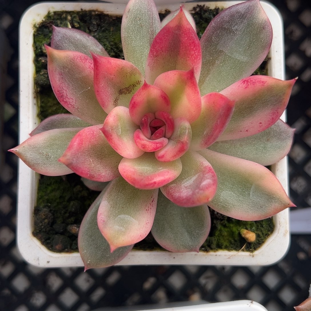 火焰玫瑰锦多肉植物
