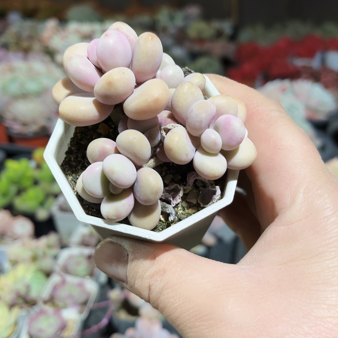 无***聊33饿咯肉自己礼物