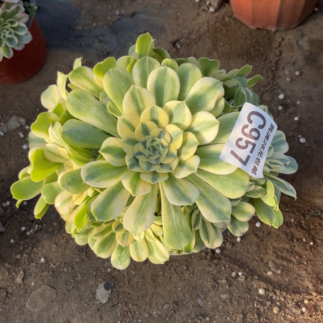 957多肉植物辛尼亚