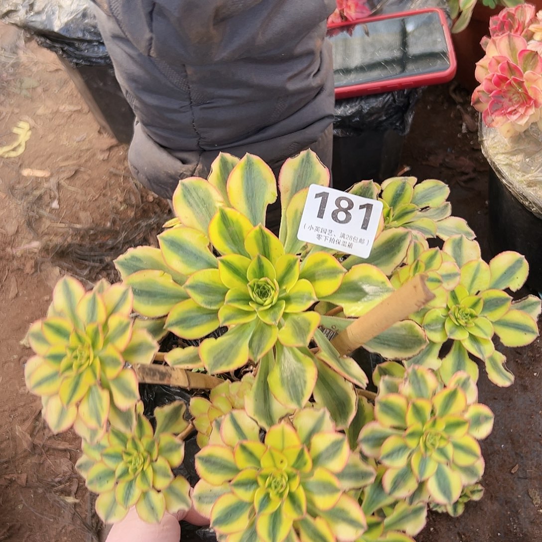 多肉植物多肉植物181