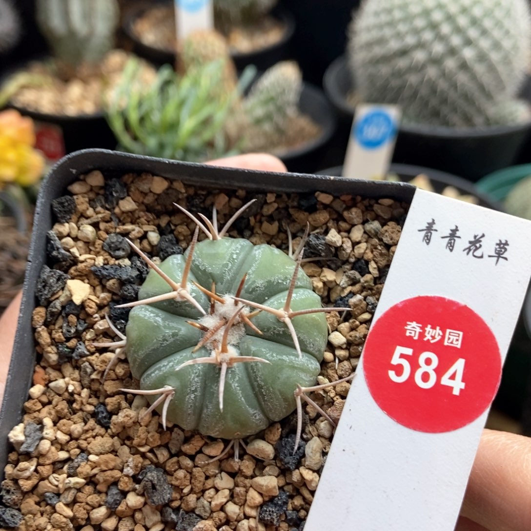 实生尖红丸平丸3.2cm