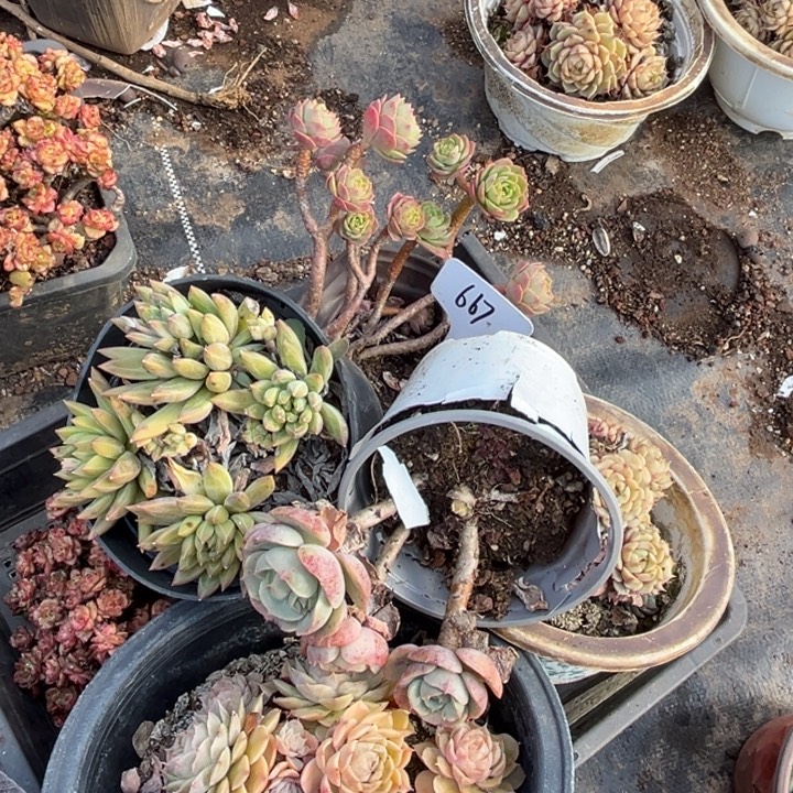 667多肉58.88888000000