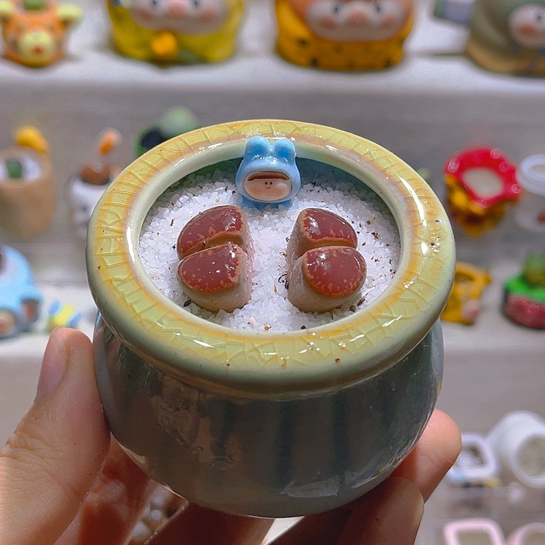 028高端多肉带盆土一套12