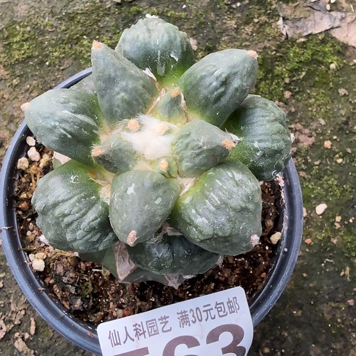 无花朵563怒涛牡丹东七