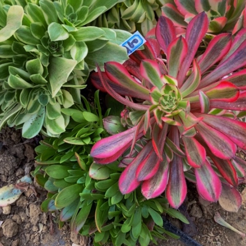 五颗捧花新庄多肉特价出60多肉